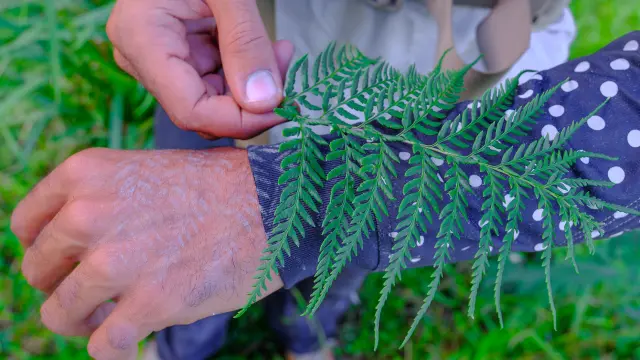 Fougère Plante Forêt tropicale Martinique