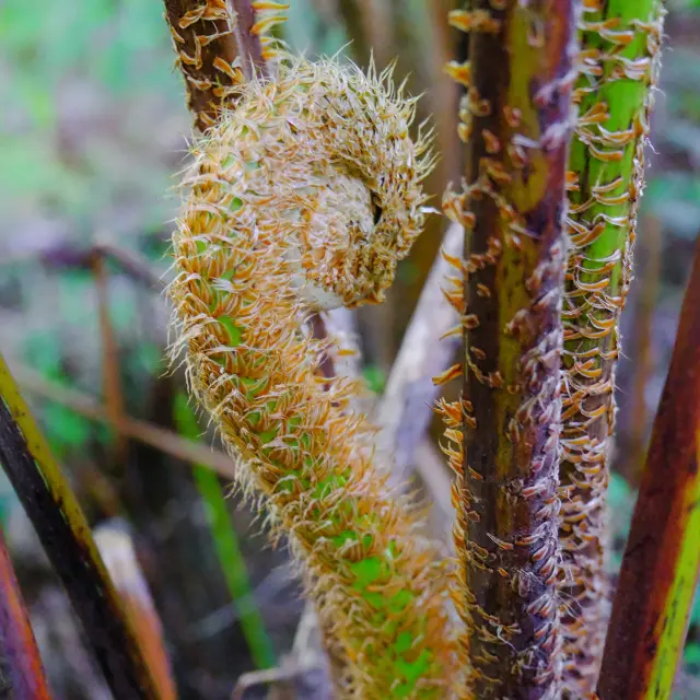 Fougère arborescente Plante Forêt tropicale Martinique
