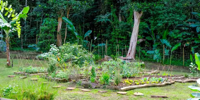 Potager Jardin créole Les Sales Gosses Trois-îlets Martinique