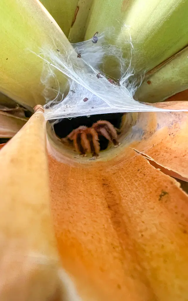 Mygale Matoutou falaise Martinique