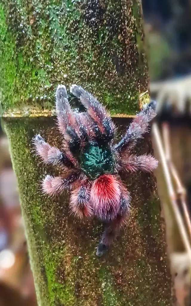 Mygale Randonnee Cascadedany Kaiali Ajoupabouillon Martinique