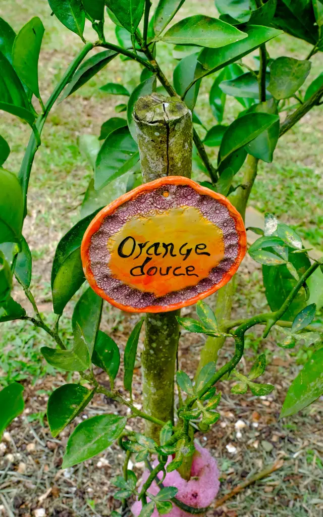 Orange Jardin créole Les Sales Gosses Trois-îlets Martinique
