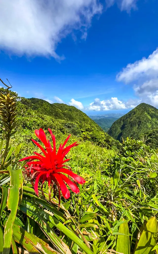 Plante10 Forettropicale Martinique