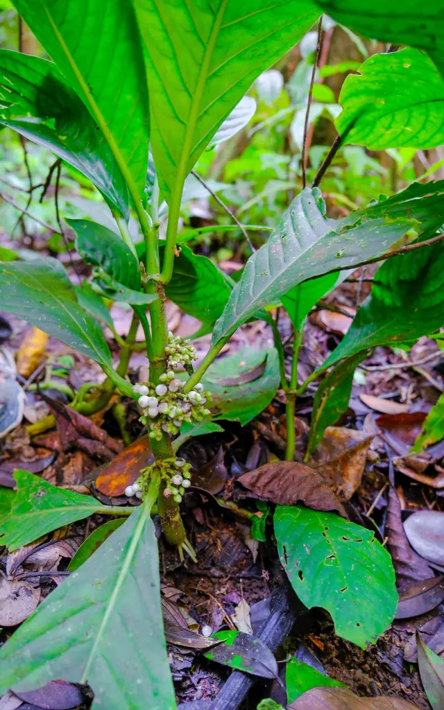 Plante Forêt tropicale Martinique