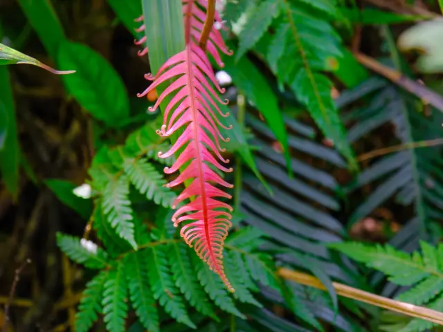 Plante Fougère Forêt tropicale Martinique