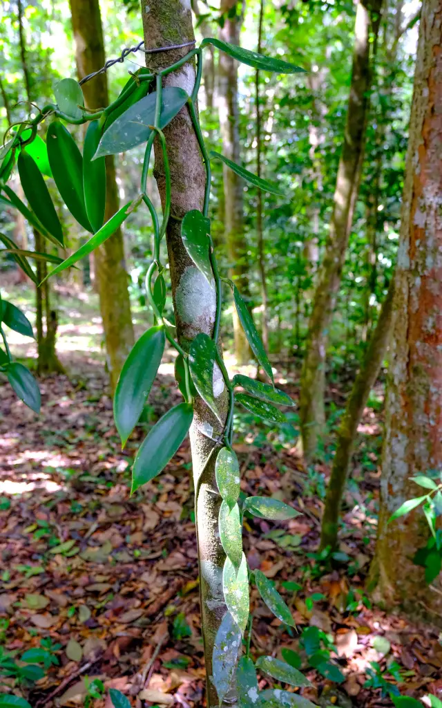 Vanille Jardincreole Lessalesgosses Troisilets Martinique