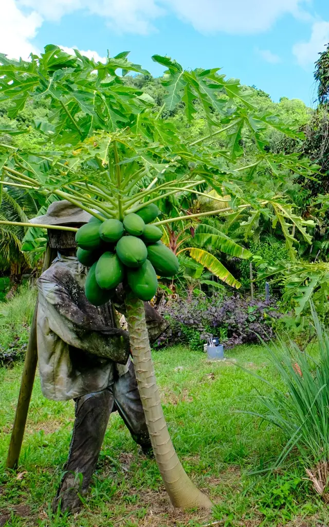 Papaye Jardin Jo'z le rêve Anses d'Arlet Martinique