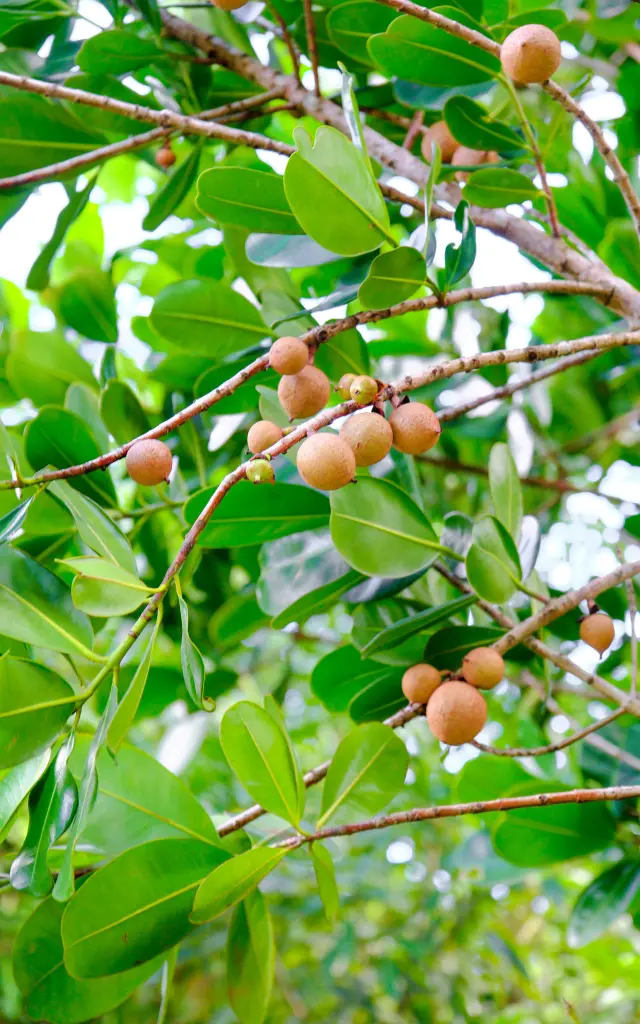 Abricot pays Jardin Jo'z le rêve Anses d'Arlet Martinique