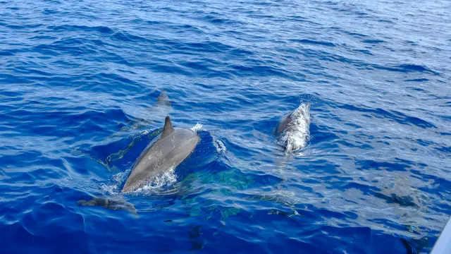 Observation de dauphins en mer lors de l’excursion Dream Tour Evasion Martinique