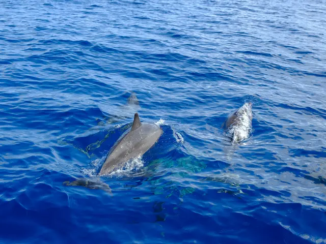 Observation de dauphins en mer lors de l’excursion Dream Tour Evasion Martinique