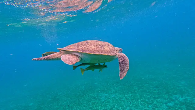 Tortue marine nageant en mer en Martinique