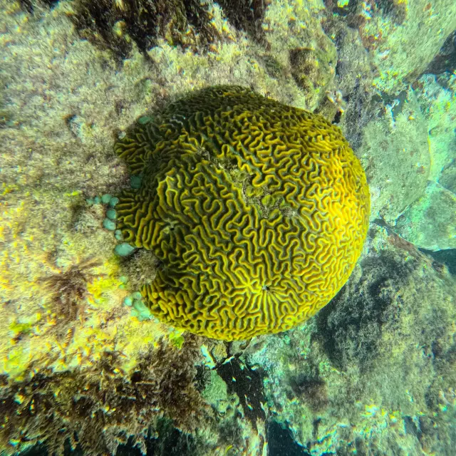 Corail Cerveau de Neptune Fondmarin Martinique