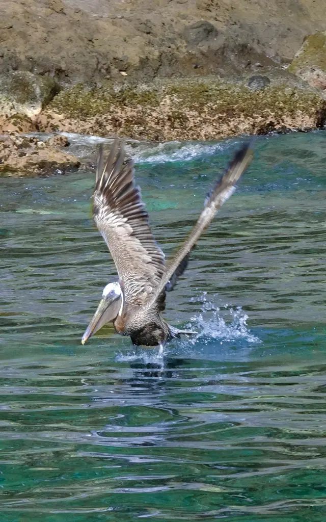 Pélican en pleine chasse à la Plage aux Anses d'Arlet Martinique