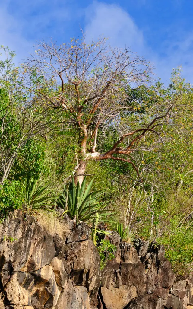 Flore Anses d'Arlet Martinique