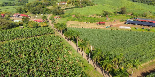 Champ de bananes et cannes à sucre Baie des Trésors Trinité Martinique paysage agricole