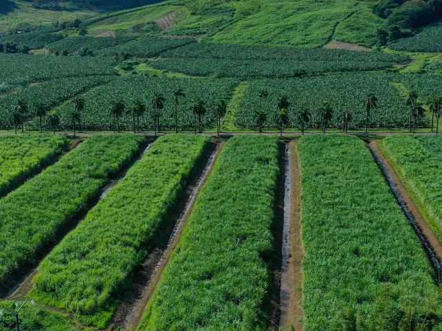 Champ de canne à sucre autour de Baie des Trésors Trinité Martinique agriculture et terroir