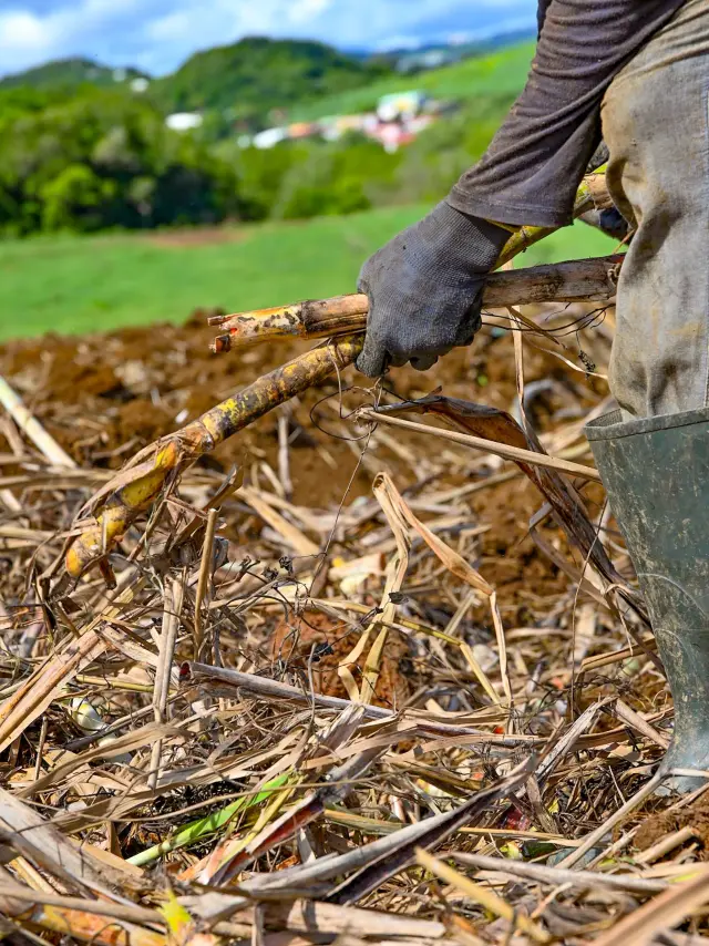 Coupe de canne à sucre au domaine Baie des Trésors Trinité Martinique plantation historique