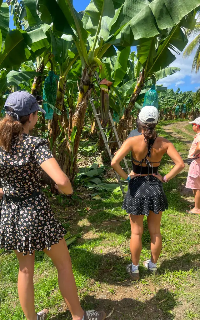 Visite guidée dans une bananeraie Habitation Belfort Lamentin Martinique
