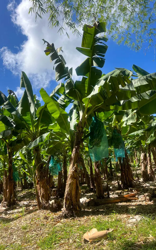 Plantation de bananes avec feuilles vert émeraude à l’Habitation Belfort Lamentin Martinique