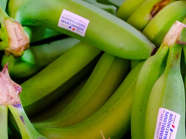 Patte de banane bio de Martinique et de Guadeloupe