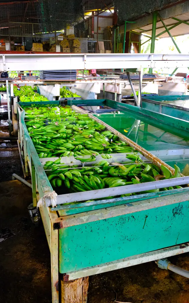 Station de conditionnement avec tri manuel des bananes à l’Habitation Belfort Lamentin Martinique