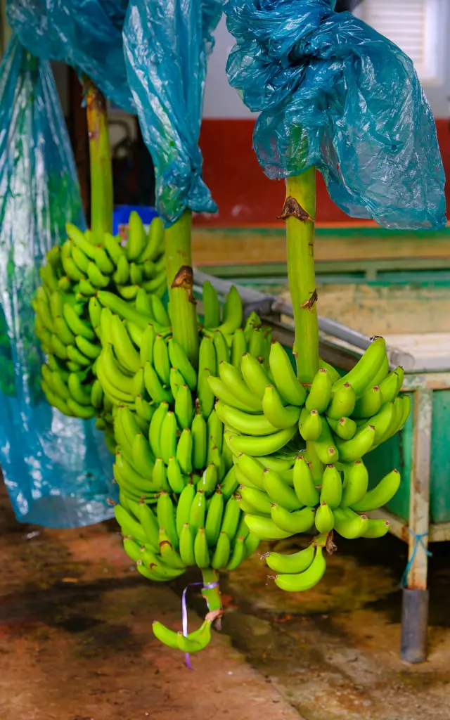 Régime de banane Usine à banane Habitation Belfort Lamentin Martinique