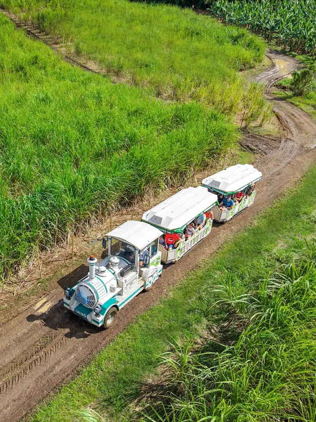 Visite en train Champ de canne à sucre Habitation Belfort Lamentin Martinique