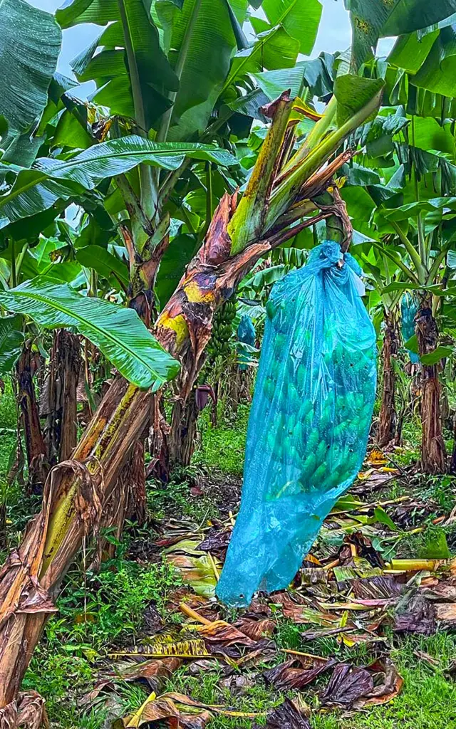 Régimes de bananes sur pied dans les bananeraies de l’Habitation Belfort Martinique visite éducative