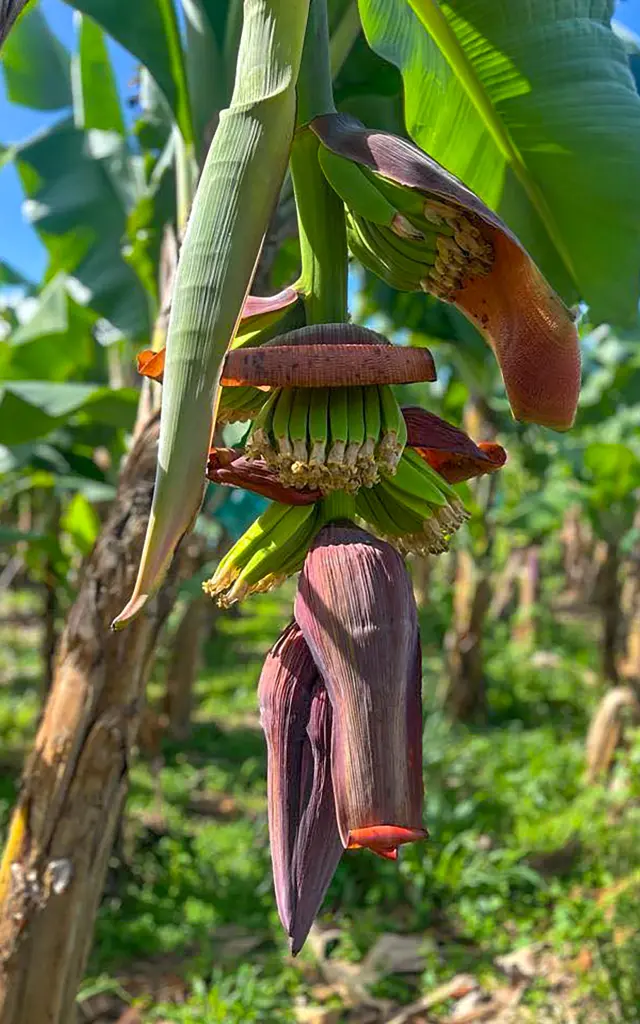 Régime de banane Bananeraie Martinique