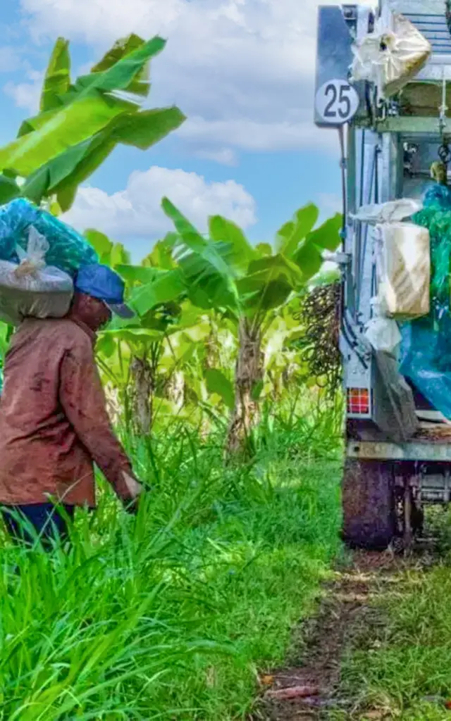 Récolte de bananes sur le domaine de l’Habitation Belfort Lamentin Martinique agriculture