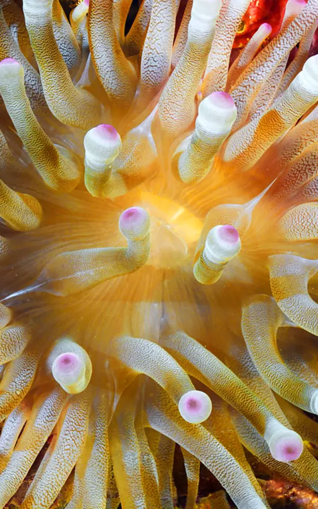 Anémone Plongée Martinique