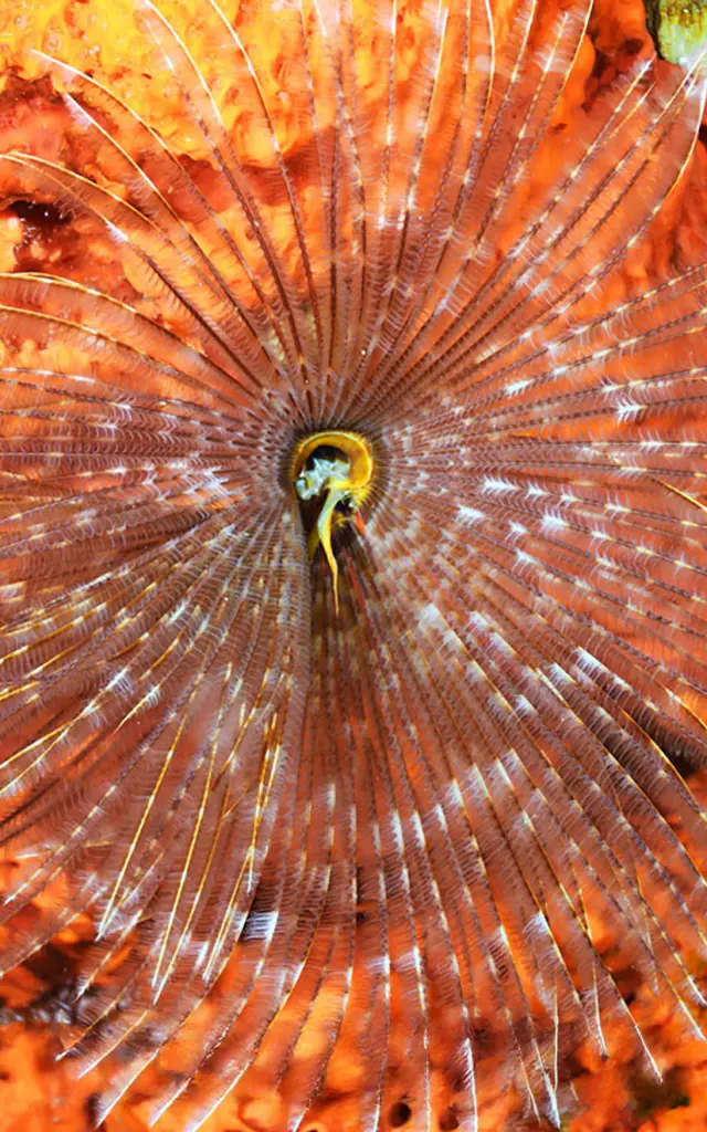 Corail Plongée Martinique