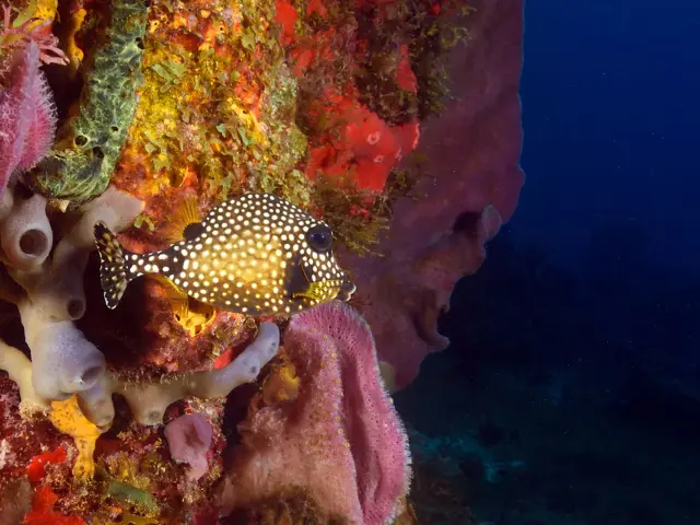 Poisson coffre Plongée Martinique