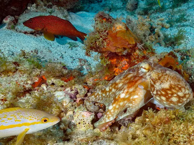 Poulpe Plongée Martinique