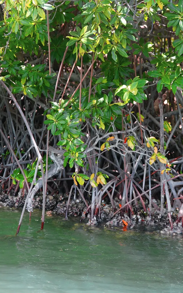 Palétuvier Mangrove Saint-Anne Martinique