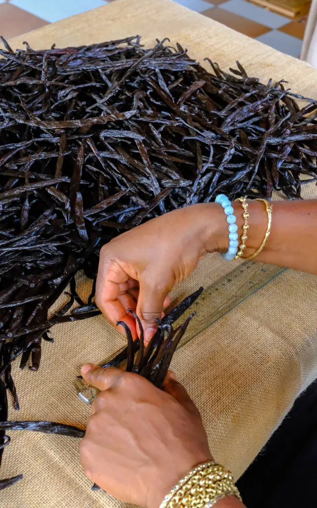 Tri des vanilles Atelier vanille Jardin Kaz à vanilles Trinité Martinique