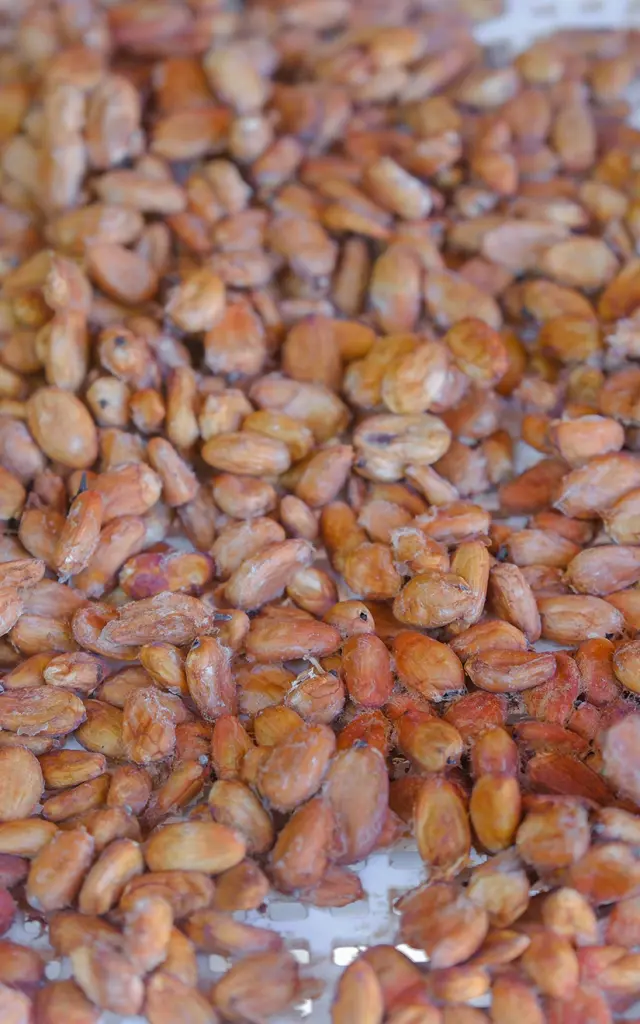 Processus artisanal de fermentation du cacao à Kaz à Vanille Trinité Martinique