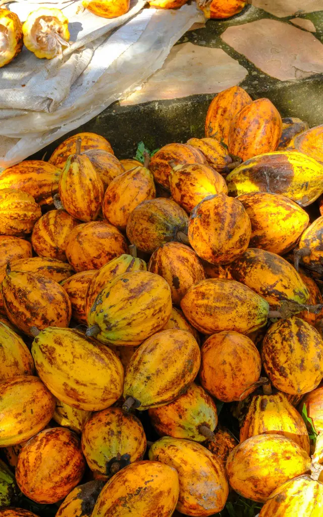 Cabosse de cacao Jardin Kaz à vanilles Trinité Martinique