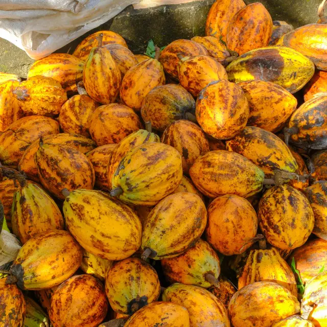 Cabosse de cacao Jardin Kaz à vanilles Trinité Martinique