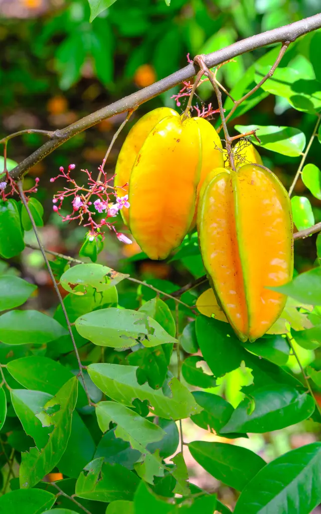 Carambole dans le jardin de l’Habitation Kaz à Vanilles Trinité Martinique diversité végétale
