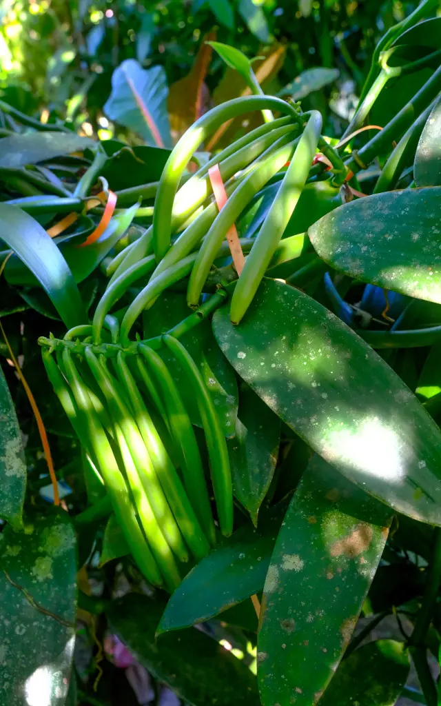 Gousse de vanille Jardin Kaz à vanilles Trinité Martinique
