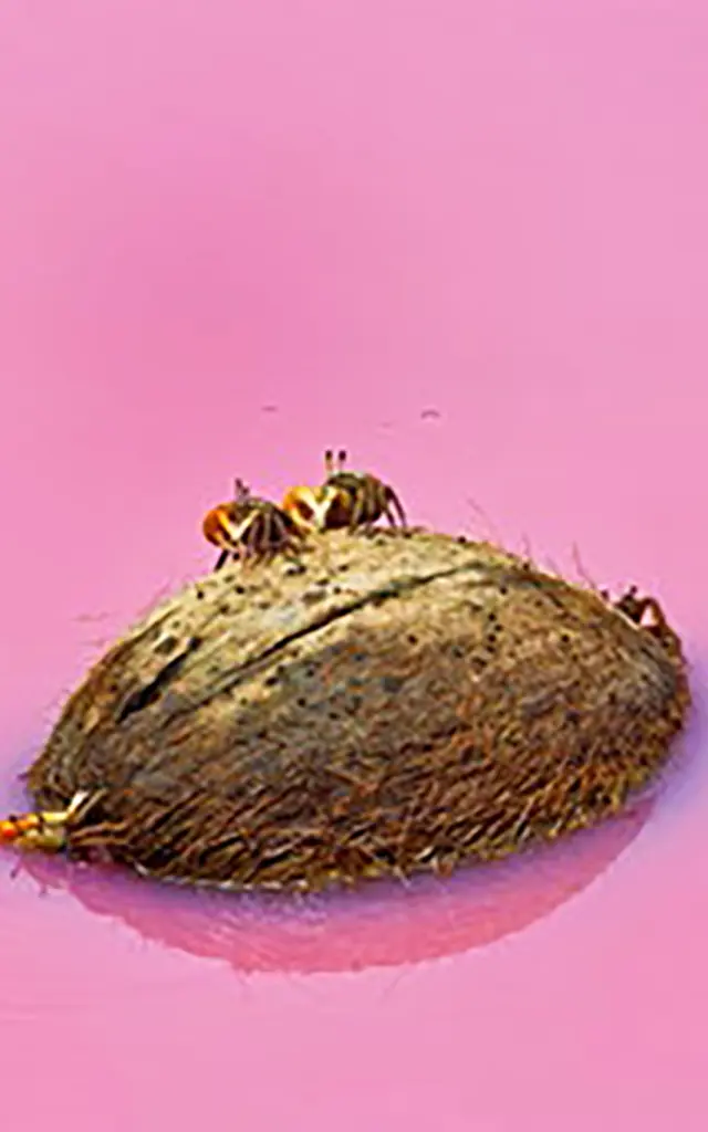 Mangrove rose Crabe de mangrove sur une noix de coco sèche Martinique