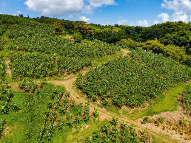 Bananeraie2 Museedelabanane Saintemarie Martinique