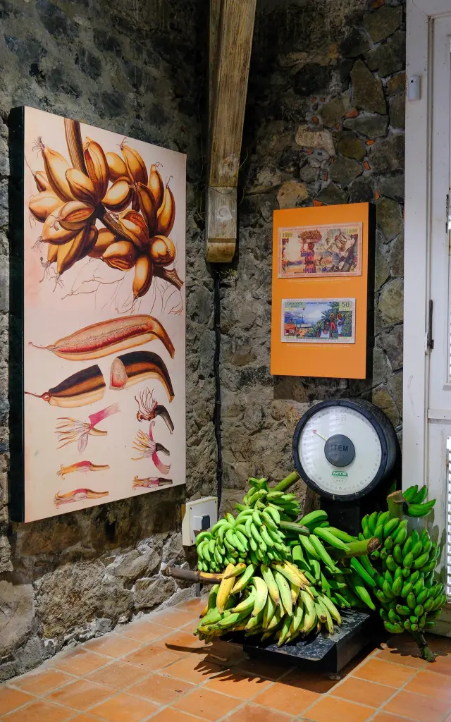 Régime de banane sur une balance d'époque Musée de la banane Sainte-Marie Martinique