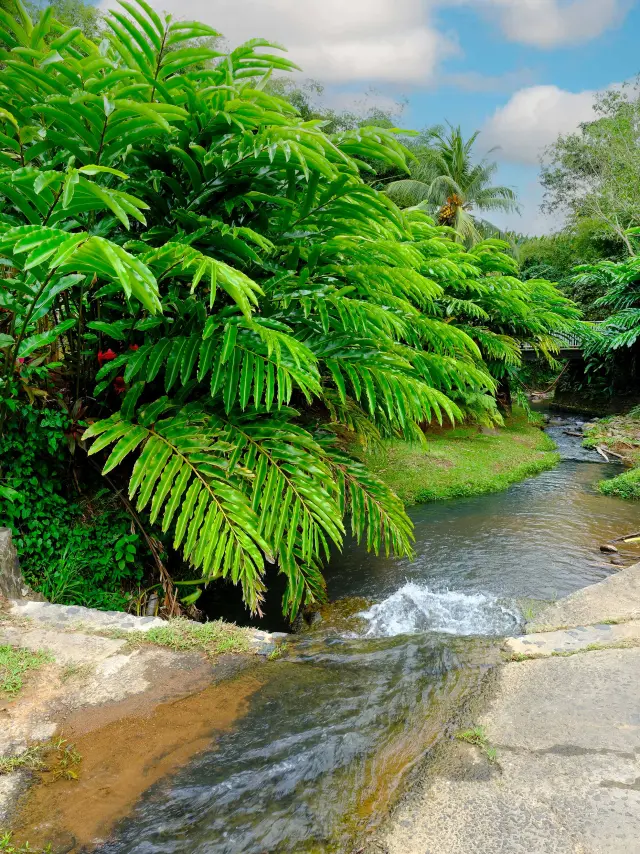 Rivière Musée de la banane Sainte-Marie Martinique