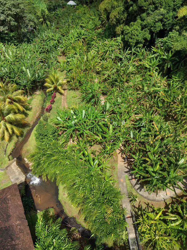 Bananeraie3 Museedelabanane Saintemarie Martinique