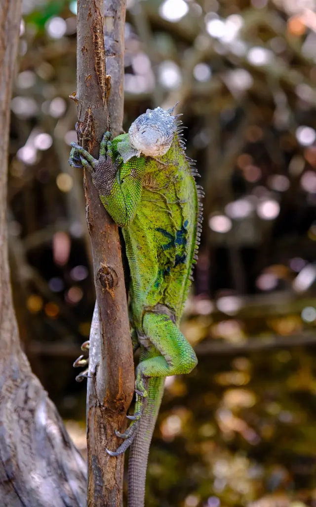 Iguane vert Ilet Chancel Robert Martinique
