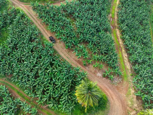 Randonnée en buggy Visite d'une bananeraie Musée de la banane Sainte-Marie Martinique