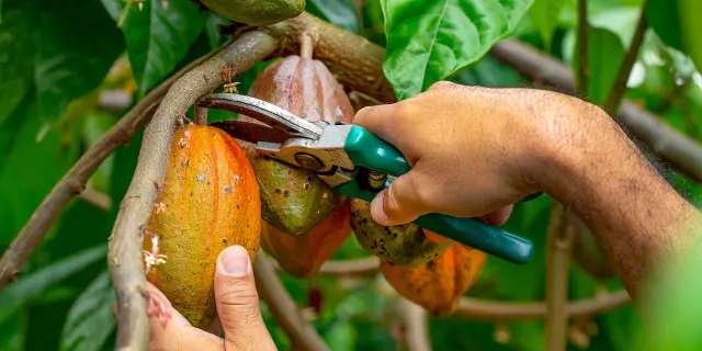 Récolte Cabosse de cacao Cacaoyère Martinique