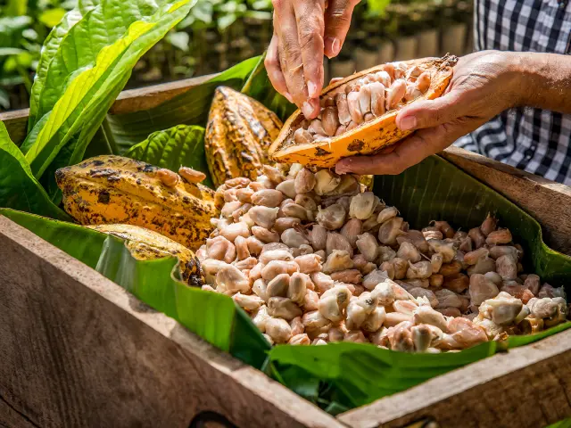 Fermentation des fèves de cacao Martinique
